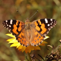 Vanessa kershawi (Australian Painted Lady) at Dryandra St Woodland - 7 Nov 2023 by ConBoekel