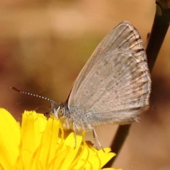 Zizina otis (Common Grass-Blue) at Dryandra St Woodland - 6 Nov 2023 by ConBoekel