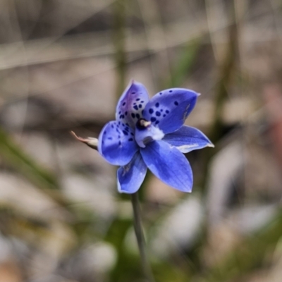 Thelymitra juncifolia (Dotted Sun Orchid) at Captains Flat, NSW - 7 Nov 2023 by Csteele4