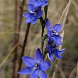 Thelymitra ixioides at QPRC LGA - 7 Nov 2023