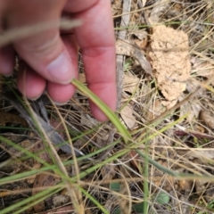 Thelymitra ixioides at QPRC LGA - 7 Nov 2023