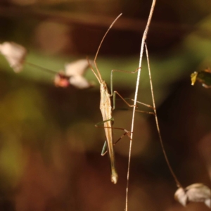 Mutusca brevicornis at Dryandra St Woodland - 7 Nov 2023 09:25 AM