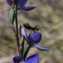 Pristhesancus plagipennis at QPRC LGA - 7 Nov 2023