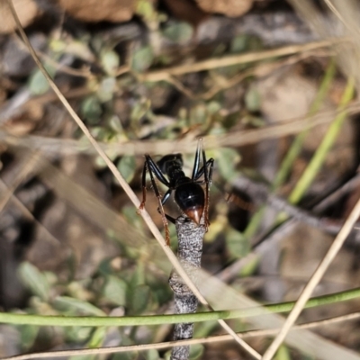 Myrmecia tarsata (Bull ant or Bulldog ant) at QPRC LGA - 7 Nov 2023 by Csteele4