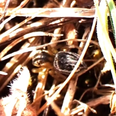 Unidentified Jumping or peacock spider (Salticidae) at Mount Painter - 26 Sep 2023 by CathB