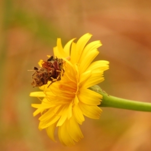 Heliocosma argyroleuca at Fadden Pines (FAD) - 7 Nov 2023