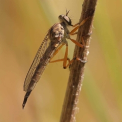 Cerdistus sp. (genus) (Slender Robber Fly) at Dryandra St Woodland - 6 Nov 2023 by ConBoekel