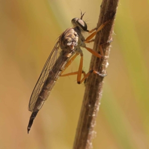 Cerdistus sp. (genus) at Dryandra St Woodland - 7 Nov 2023 09:24 AM