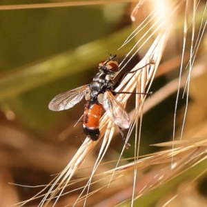 Cylindromyia sp. (genus) at Dryandra St Woodland - 7 Nov 2023