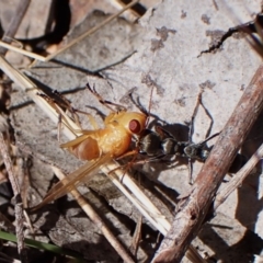 Lauxaniidae (family) (Unidentified lauxaniid fly) at Belconnen, ACT - 8 Oct 2023 by CathB