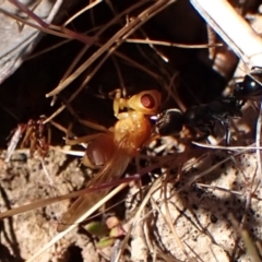 Lauxaniidae (family) at Mount Painter - 8 Oct 2023