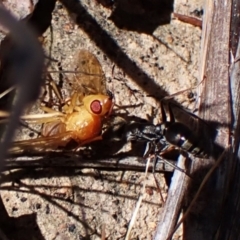 Lauxaniidae (family) at Mount Painter - 8 Oct 2023