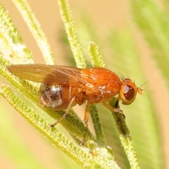 Rhagadolyra magnicornis (Lauxaniid fly) at O'Connor, ACT - 7 Nov 2023 by ConBoekel