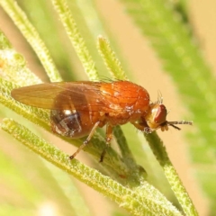 Rhagadolyra magnicornis at O'Connor, ACT - 7 Nov 2023