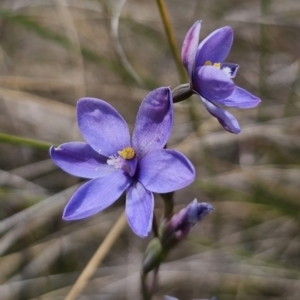 Thelymitra ixioides at QPRC LGA - 7 Nov 2023