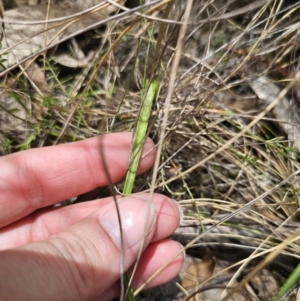 Thelymitra ixioides at QPRC LGA - 7 Nov 2023