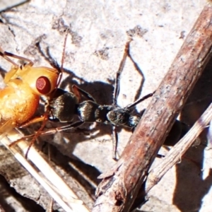 Myrmecia sp., pilosula-group at Mount Painter - 8 Oct 2023