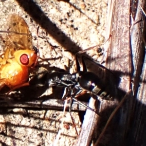 Myrmecia sp., pilosula-group at Mount Painter - 8 Oct 2023