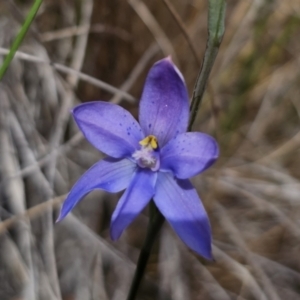 Thelymitra sp. at QPRC LGA - suppressed