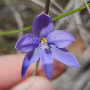 Thelymitra sp. at QPRC LGA - suppressed