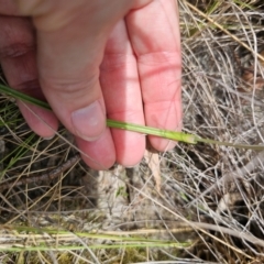 Thelymitra sp. at QPRC LGA - suppressed