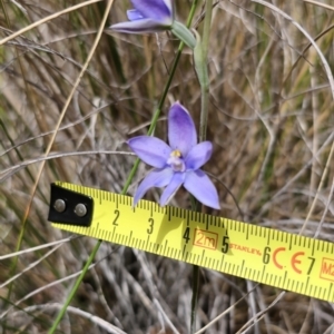 Thelymitra sp. at QPRC LGA - suppressed