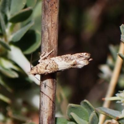 Spilonota constrictana (A Tortricid moth) at Belconnen, ACT - 8 Oct 2023 by CathB
