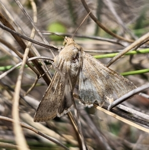 Helicoverpa punctigera at QPRC LGA - 7 Nov 2023