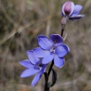 Thelymitra ixioides at QPRC LGA - 7 Nov 2023