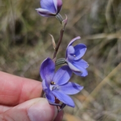 Thelymitra ixioides at QPRC LGA - 7 Nov 2023