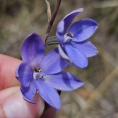 Thelymitra ixioides at QPRC LGA - 7 Nov 2023