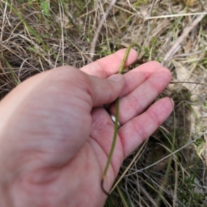 Thelymitra ixioides at QPRC LGA - 7 Nov 2023