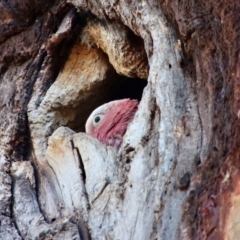 Eolophus roseicapilla at Hughes, ACT - 2 Nov 2023 06:40 PM