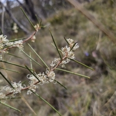 Hakea microcarpa at QPRC LGA - 7 Nov 2023