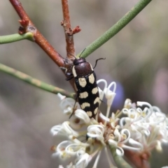 Castiarina decemmaculata (Ten-spot Jewel Beetle) at QPRC LGA - 7 Nov 2023 by Csteele4