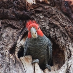 Callocephalon fimbriatum (Gang-gang Cockatoo) at Hughes, ACT - 7 Nov 2023 by LisaH