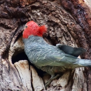 Callocephalon fimbriatum at Hughes, ACT - suppressed