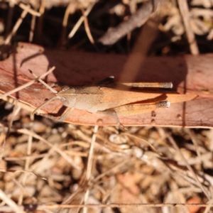 Goniaea opomaloides at Dryandra St Woodland - 7 Nov 2023