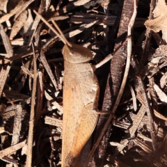 Goniaea opomaloides at Dryandra St Woodland - 7 Nov 2023 09:36 AM