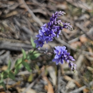 Veronica perfoliata at QPRC LGA - 7 Nov 2023