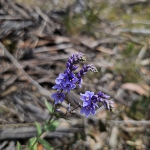 Veronica perfoliata at QPRC LGA - 7 Nov 2023