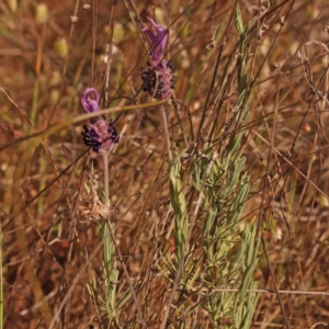 Lavandula stoechas at Dryandra St Woodland - 7 Nov 2023 09:22 AM