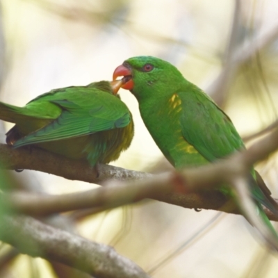 Trichoglossus chlorolepidotus (Scaly-breasted Lorikeet) at Sheldon, QLD - 2 Nov 2023 by PJH123