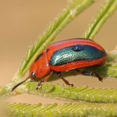 Calomela curtisi (Acacia leaf beetle) at Dryandra St Woodland - 6 Nov 2023 by ConBoekel