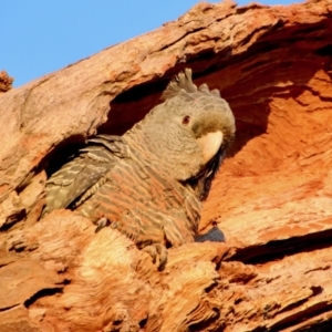 Callocephalon fimbriatum at Hughes, ACT - suppressed