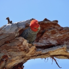 Callocephalon fimbriatum at Hughes, ACT - suppressed