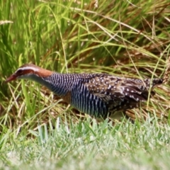 Gallirallus philippensis (Buff-banded Rail) at Phillip, ACT - 7 Nov 2023 by LisaH