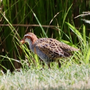 Gallirallus philippensis at Phillip, ACT - 7 Nov 2023