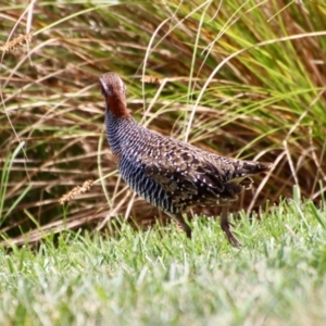 Gallirallus philippensis at Phillip, ACT - 7 Nov 2023