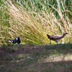 Gallirallus philippensis at Phillip, ACT - 7 Nov 2023